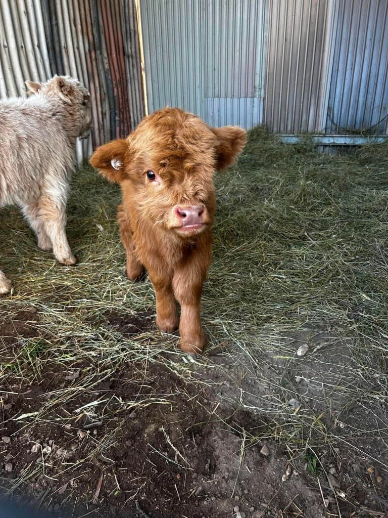 Portrait of Buttercup, a ginger brown miniature Highland calf