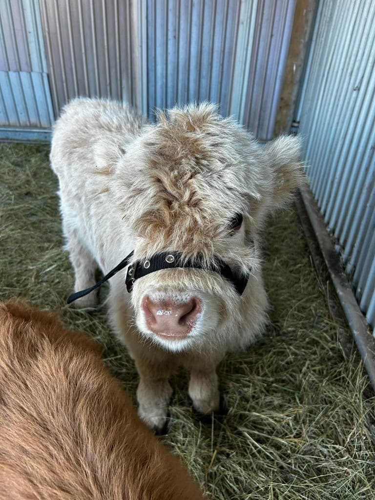 Portrait of Snowy, a cream white miniature Highland calf