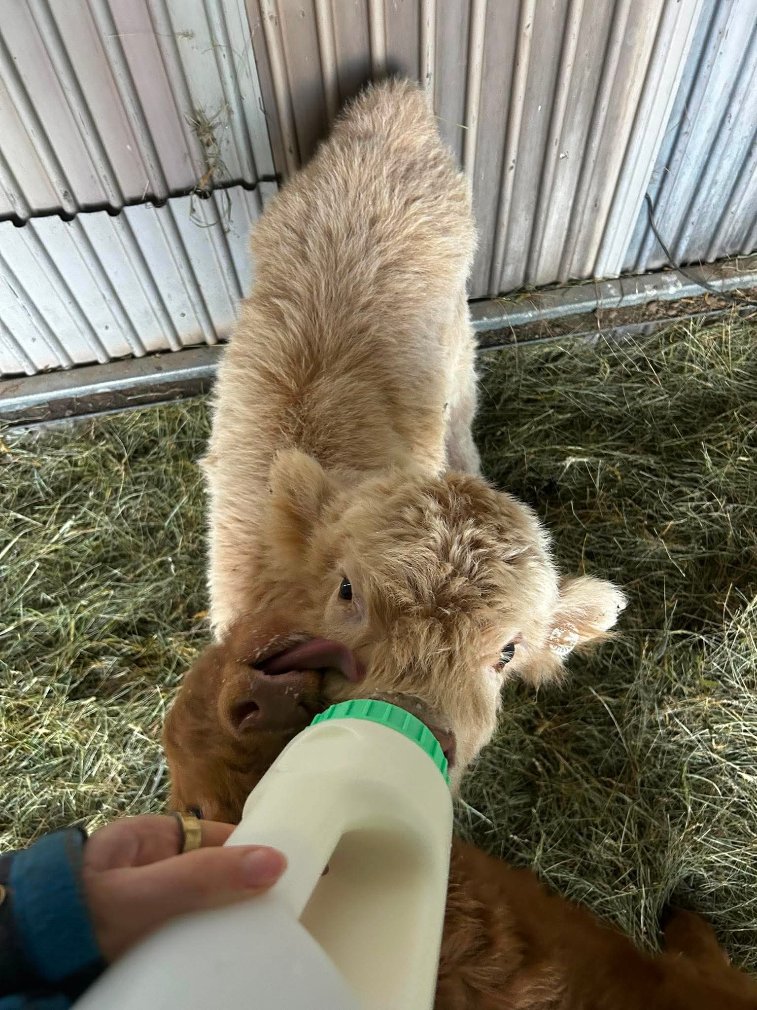 Snowy looking up while sharing a bottle feed with Buttercup