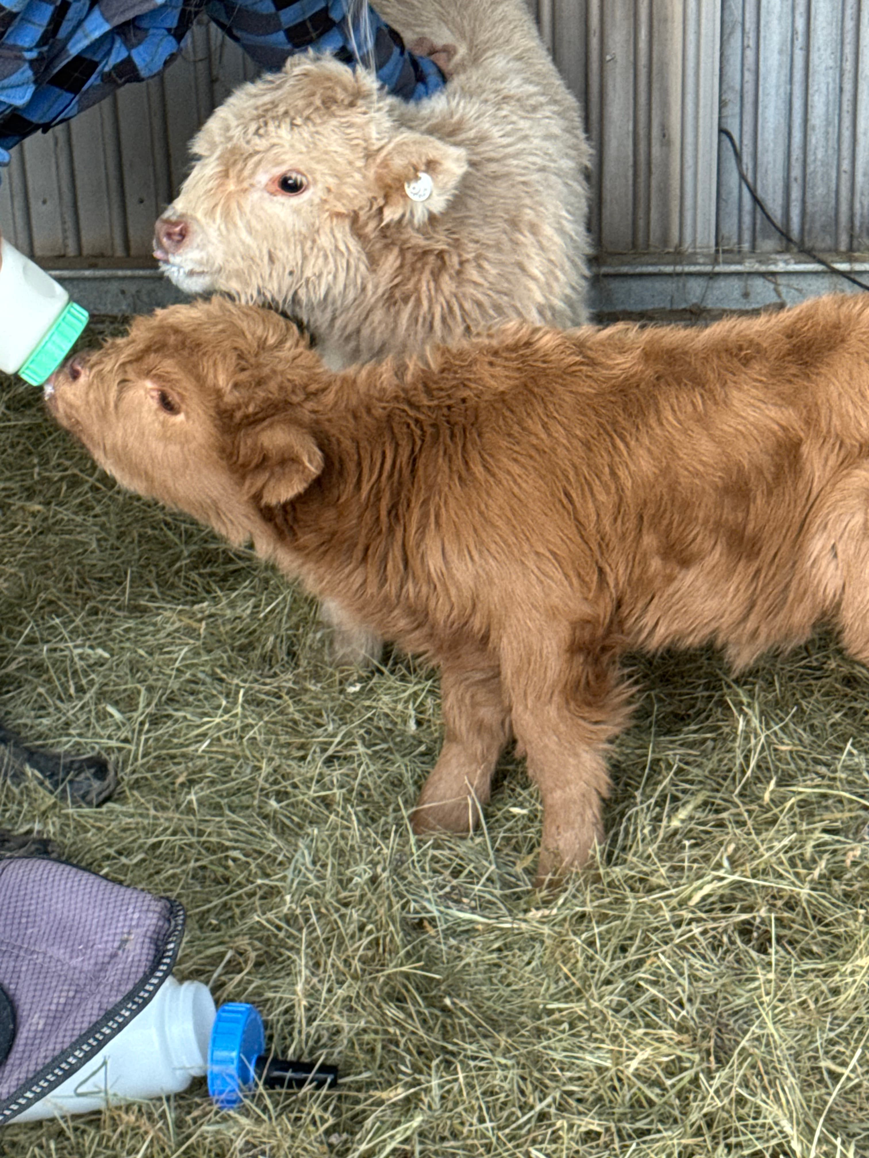 Buttercup bottle-feeding while Snowy stands close behind him