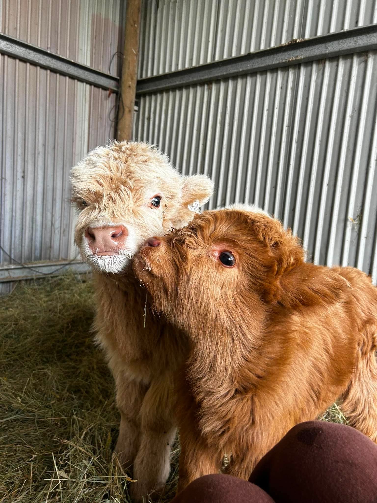 Snowy face-to-face with Buttercup in the barn