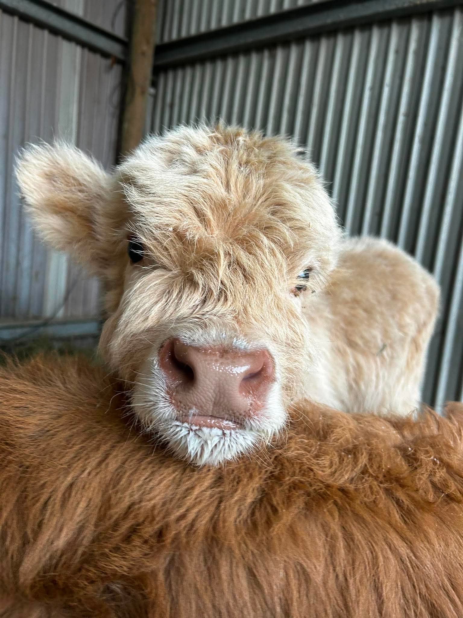 Snowy, a cream-white miniature Highland calf, resting his chin on Buttercup